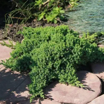 Можжевельник АВАСИ лежачий  в Бресте