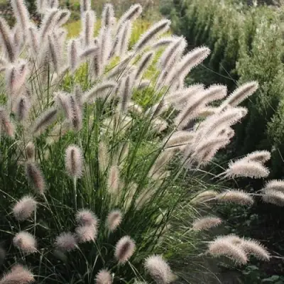 Пеннисетум ЛЕДИ Ю в Бресте