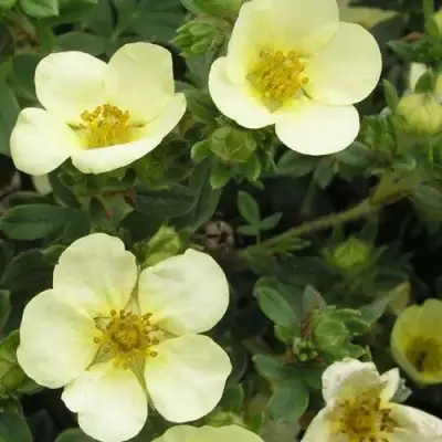 Лапчатка ЭЛИЗАБЕТ кустарниковая в Бресте