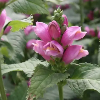 Хелоне КОСАЯ в Бресте