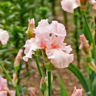Ирис ПИНК ХОРАЙЗОН бородатый в Бресте