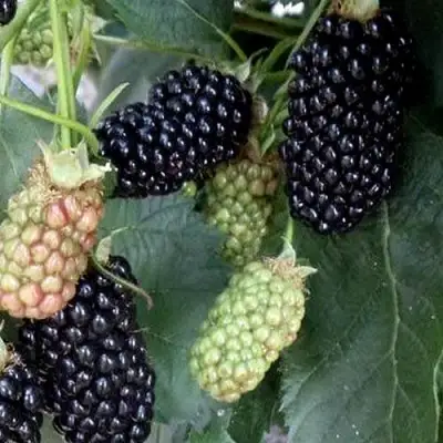 Ежевика ПРАЙМ АРК ФРИДОМ ремонтантная  в Бресте