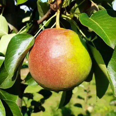 Груша КУПАЛА в Бресте