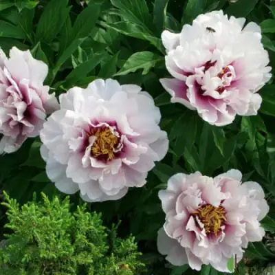 Пион КОРА ЛУИЗА ито-гибрид в Бресте