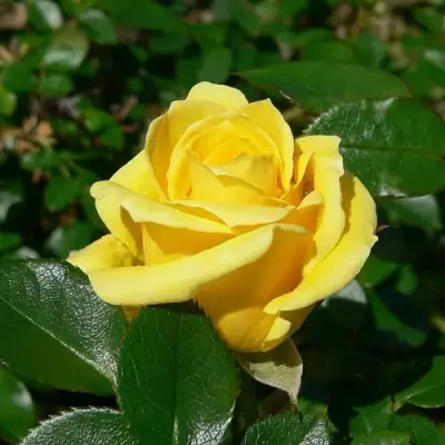 Роза ПАПИЛОН чайно-гибридная в Бресте