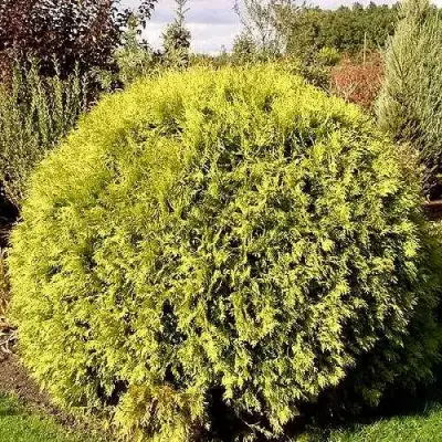 Туя ГЛОБОЗА АУРЕА западная в Бресте