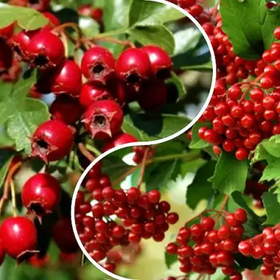 Комплект БУДЬ ЗДОРОВ в Бресте