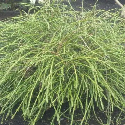 Туя ФИЛИФОРМИС   в Бресте