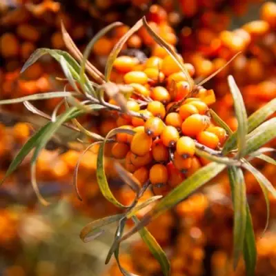 Облепиха ФИНСКАЯ в Бресте