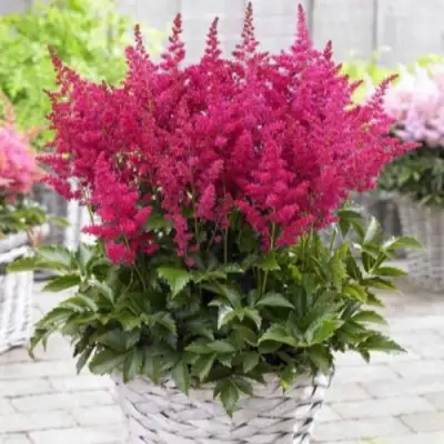 Астильба ЛАКИ ДЕЙ Арендса в Бресте