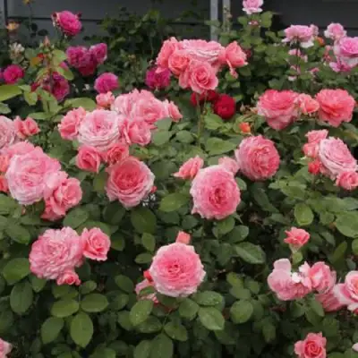 Роза ИНСТИТУТ ЛЮМЬЕР шраб в Бресте