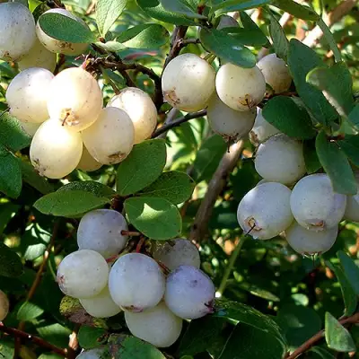 Голубика СНЕГУРОЧКА в Бресте