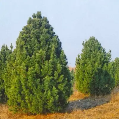 Сосна черная ПИРАМИДАЛИС в Бресте