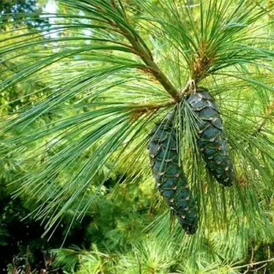 Сосна гриффита в Бресте