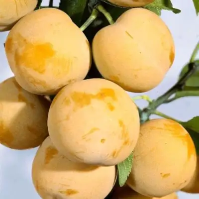 Слива РЕНКЛОД ранний в Бресте