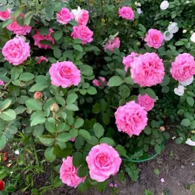 Роза ЭШЛИ чайно-гибридная в Бресте