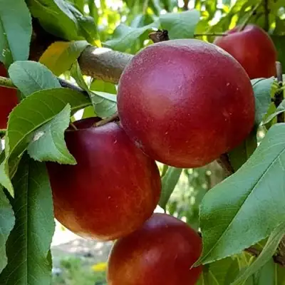 Нектарин ФАНТАЗИЯ в Бресте