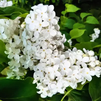 Сирень МАЛЕНЬКИЙ ПРИНЦ в Бресте