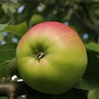 Яблоня СОКОЛОВСКОЕ стелющаяся в Бресте