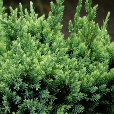 Можжевельник ХОЛГЕР чешуйчатый в Бресте