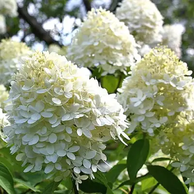 Гортензия БОМБШЕЛ метельчатая в Бресте