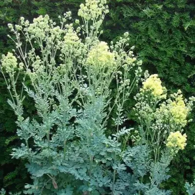 Василистник ГЛАУКУМ желтый в Бресте