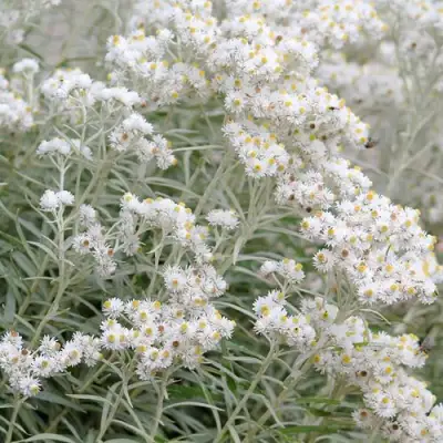 Анафалис ЖЕМЧУЖНЫЙ в Бресте