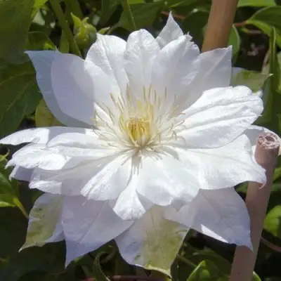 Клематис ДАЧЕСС ОФ ЭДИНБУРГ в Бресте