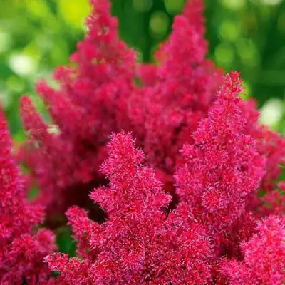 Астильба КОБЛЕНЦ японская в Бресте