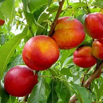 Нектарин ХАРБЛЕЙЗ в Бресте