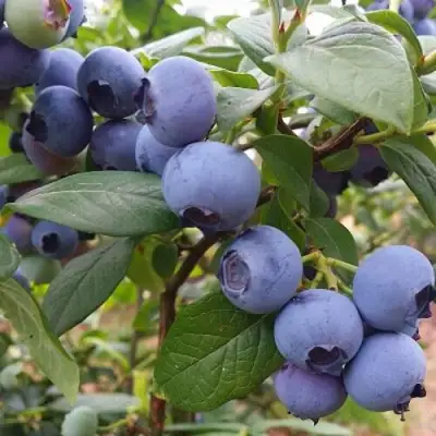 Голубика БЛЮГОЛД в Бресте