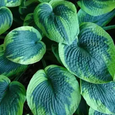 Хоста ТОКУДАМА ФЛАВОЦИРЦИНАЛИС гибридная в Бресте