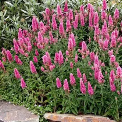 Вероника РОЗЕА колосковая в Бресте