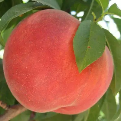 Персик МАЙСКИЙ ЦВЕТОК в Бресте