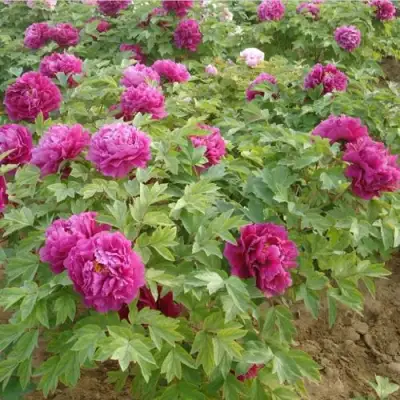 Пион КИТАЙСКИЙ ШЕЛК травянистый в Бресте