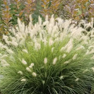 Пеннисетум ХАМЕЛН в Бресте