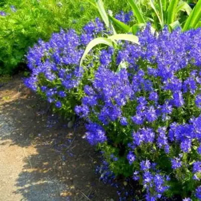 Вероника РОЯЛ БЛЮ большая в Бресте