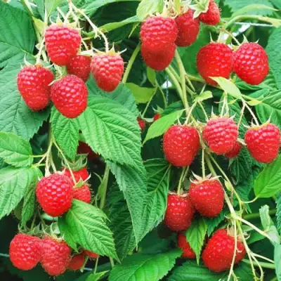 Малиновое дерево КРЕПЫШ в Бресте