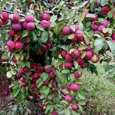 Яблоня ФЛОРИНА в Бресте