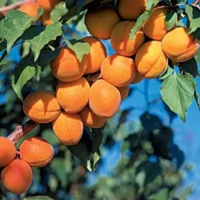 Абрикос ХАРКОТ в Бресте