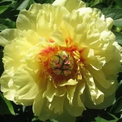 Пион ЗОЛОТАЯ КОРОНА древовидный в Бресте