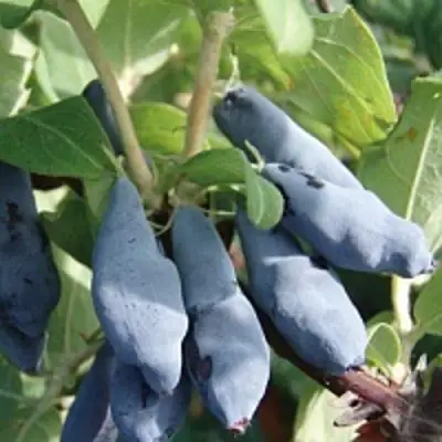 Жимолость съедобная НИМФА (ГАММА) в Бресте