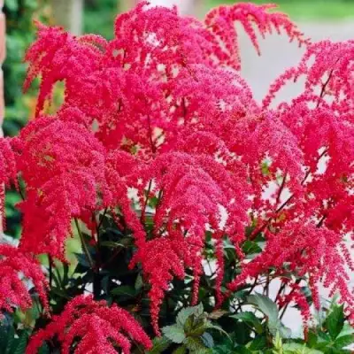 Астильба РЕД ЧАРМ Арендса в Бресте