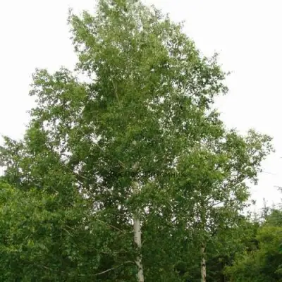 Береза бородавчатая в Бресте