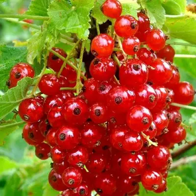 Смородина красная НЕНАГЛЯДНАЯ в Бресте