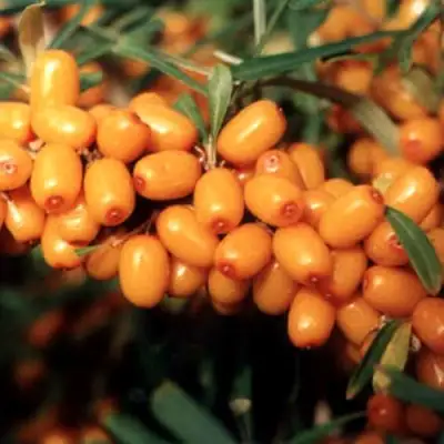 Облепиха ДАР МГУ в Бресте