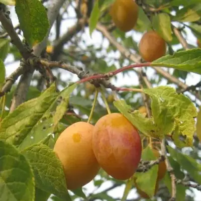 Слива НАТАША в Бресте