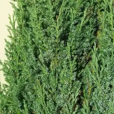 Можжевельник ХИБЕРНИКА обыкновенный  в Бресте