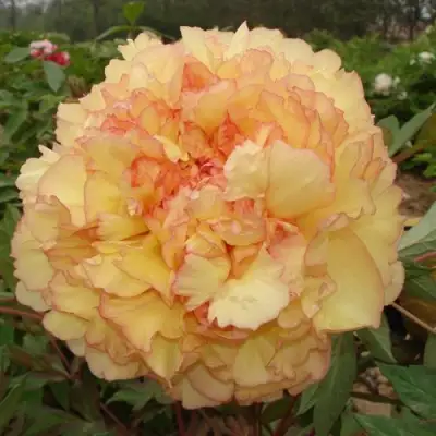 Пион ЗОЛОТАЯ РОССЫПЬ древовидный в Бресте