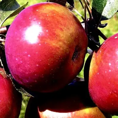 Яблоня ВЕСЯЛИНА в Бресте